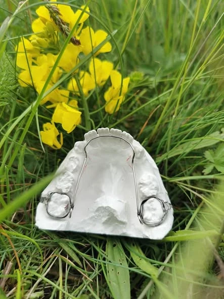 Tandmodel med metaltråd fotograferet i græs ved gule blomster
